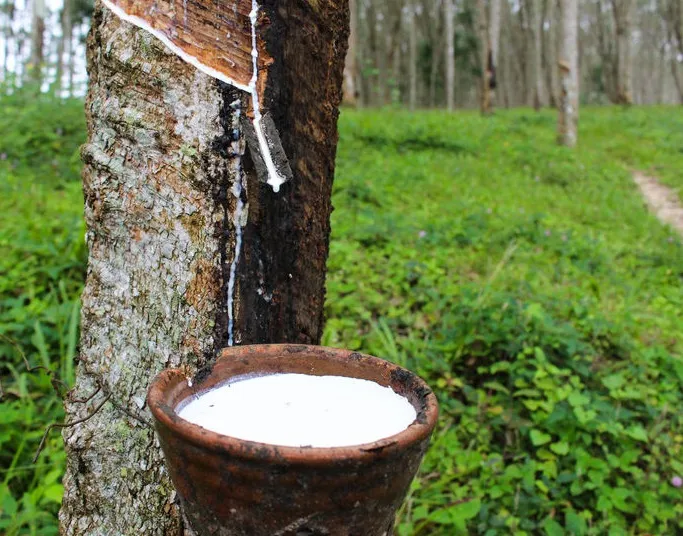 Rubber Prices Surge Due To Multiple Factors